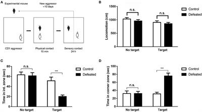 Depressive-Like Behaviors Induced by Chronic Social Defeat Stress Are Associated With HDAC7 Reduction in the Nucleus Accumbens